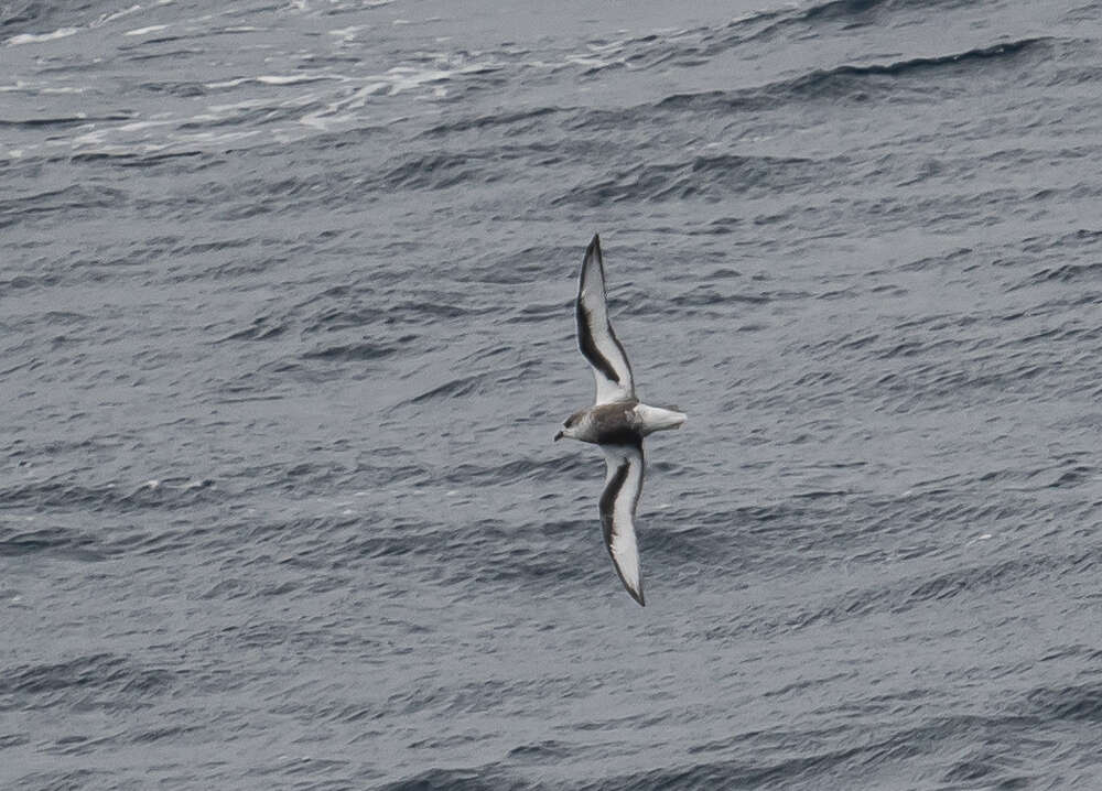 Image of Mottled Petrel