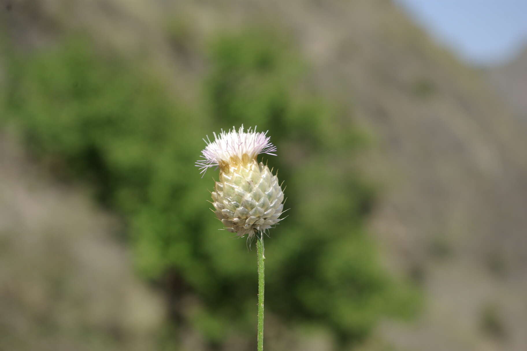 Слика од Callicephalus nitens (M. Bieb.) C. A. Mey.