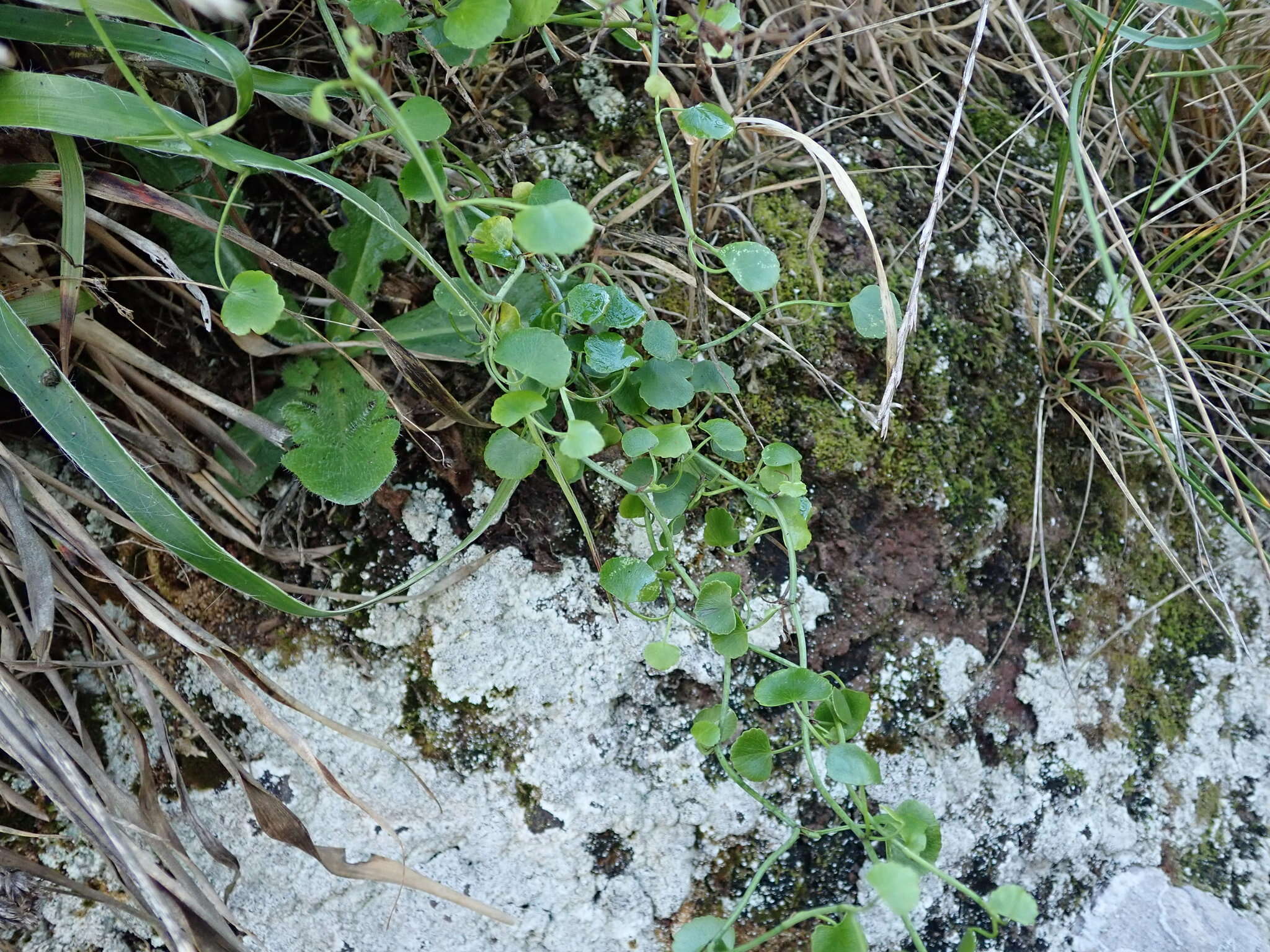 Scandia geniculata (Forst. fil.) J. W. Dawson resmi