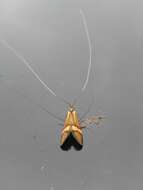 Imagem de Nemophora degeerella Linnaeus 1758