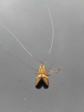 Imagem de Nemophora degeerella Linnaeus 1758