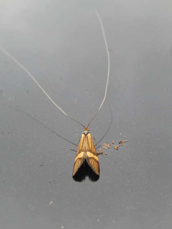 Imagem de Nemophora degeerella Linnaeus 1758