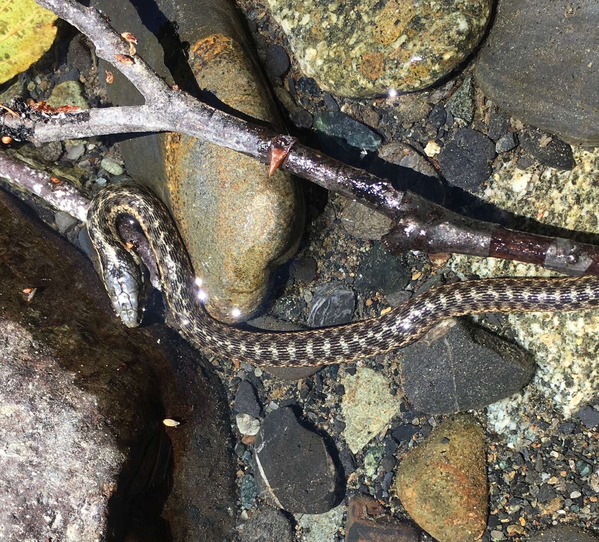 Image of Thamnophis atratus hydrophilus Fitch 1936