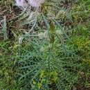 صورة Cirsium horridulum var. megacanthum (Nutt.) D. J. Keil