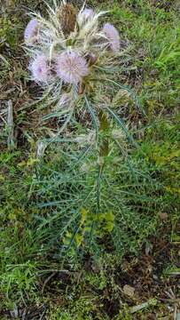 Image of Cirsium horridulum var. megacanthum (Nutt.) D. J. Keil
