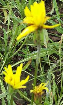 Image of Pseudopodospermum hispanicum (L.) Zaika, Sukhor. & N. Kilian