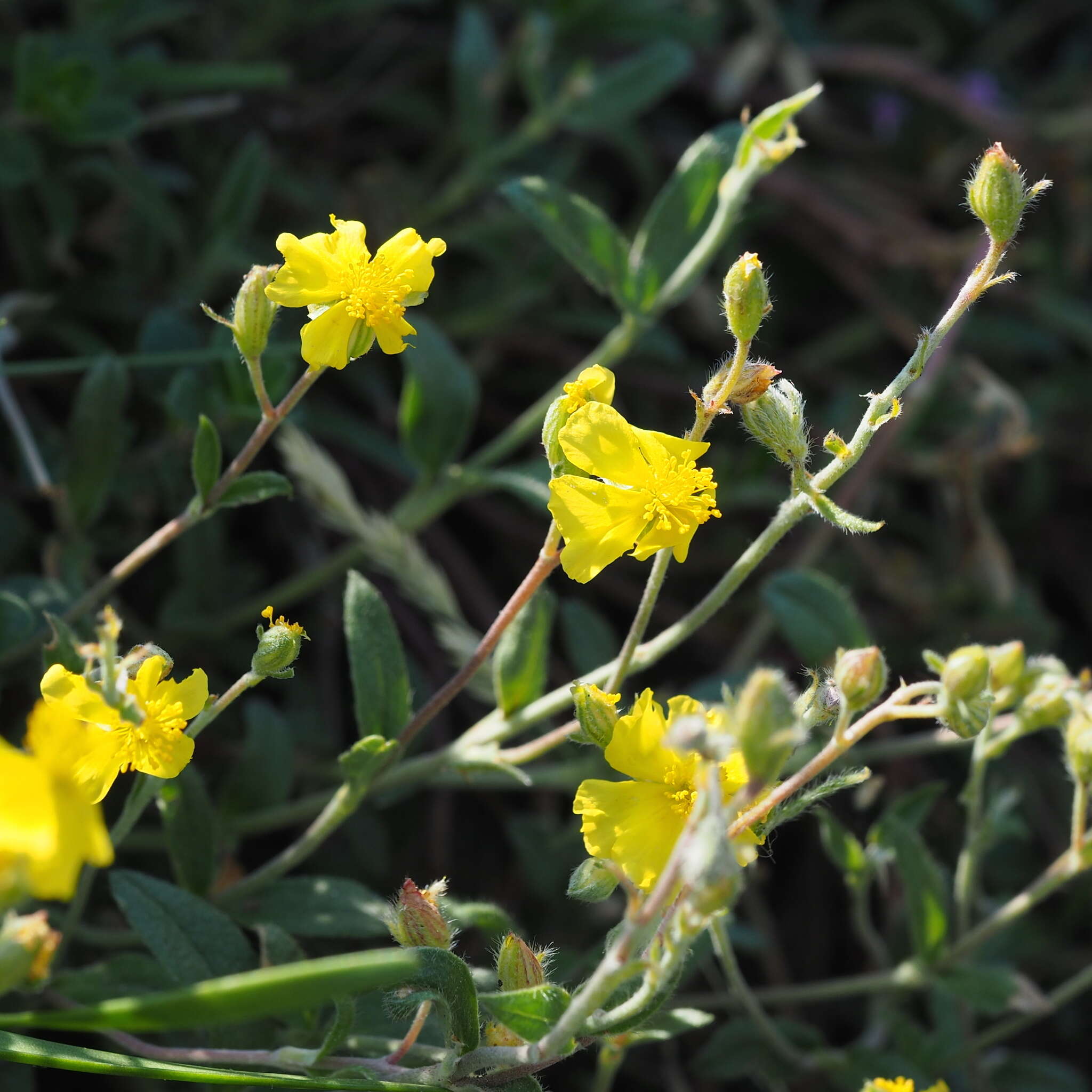 Image of Helianthemum canum (L.) Baumg.