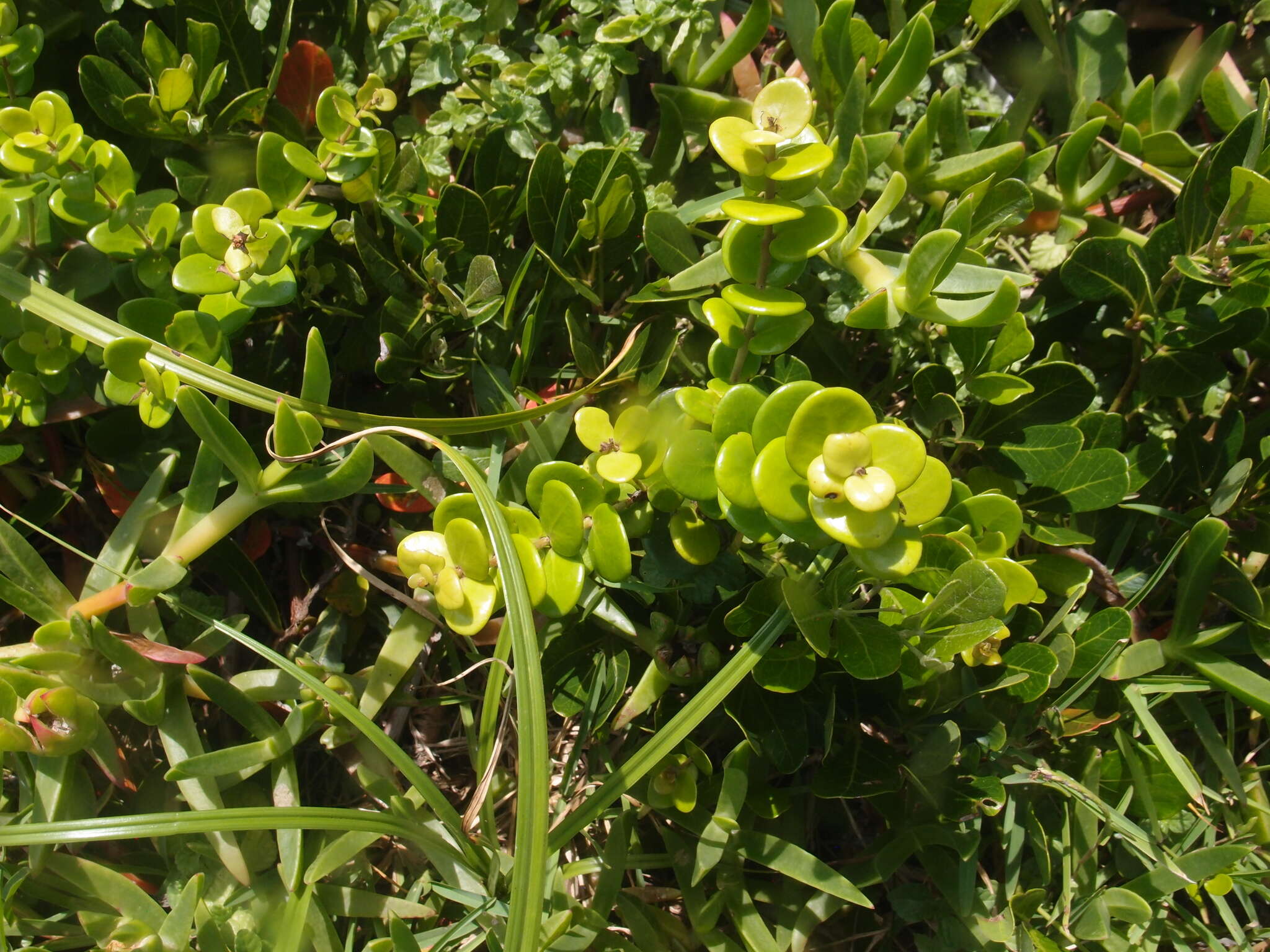 Image of Dune myrtle