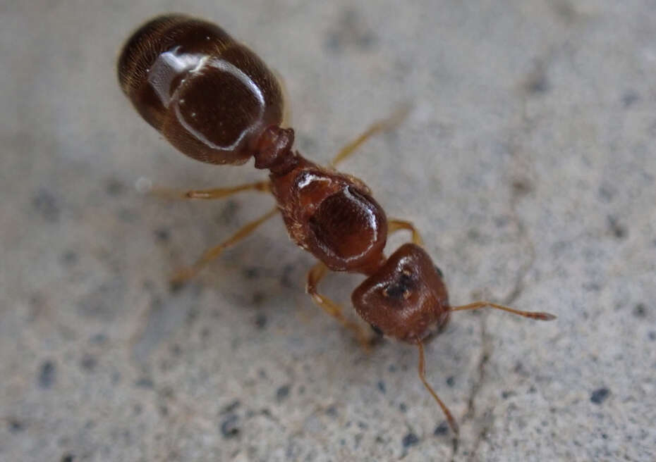 Pheidole bicarinata Mayr 1870 resmi