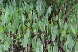 Image of woolly ragwort