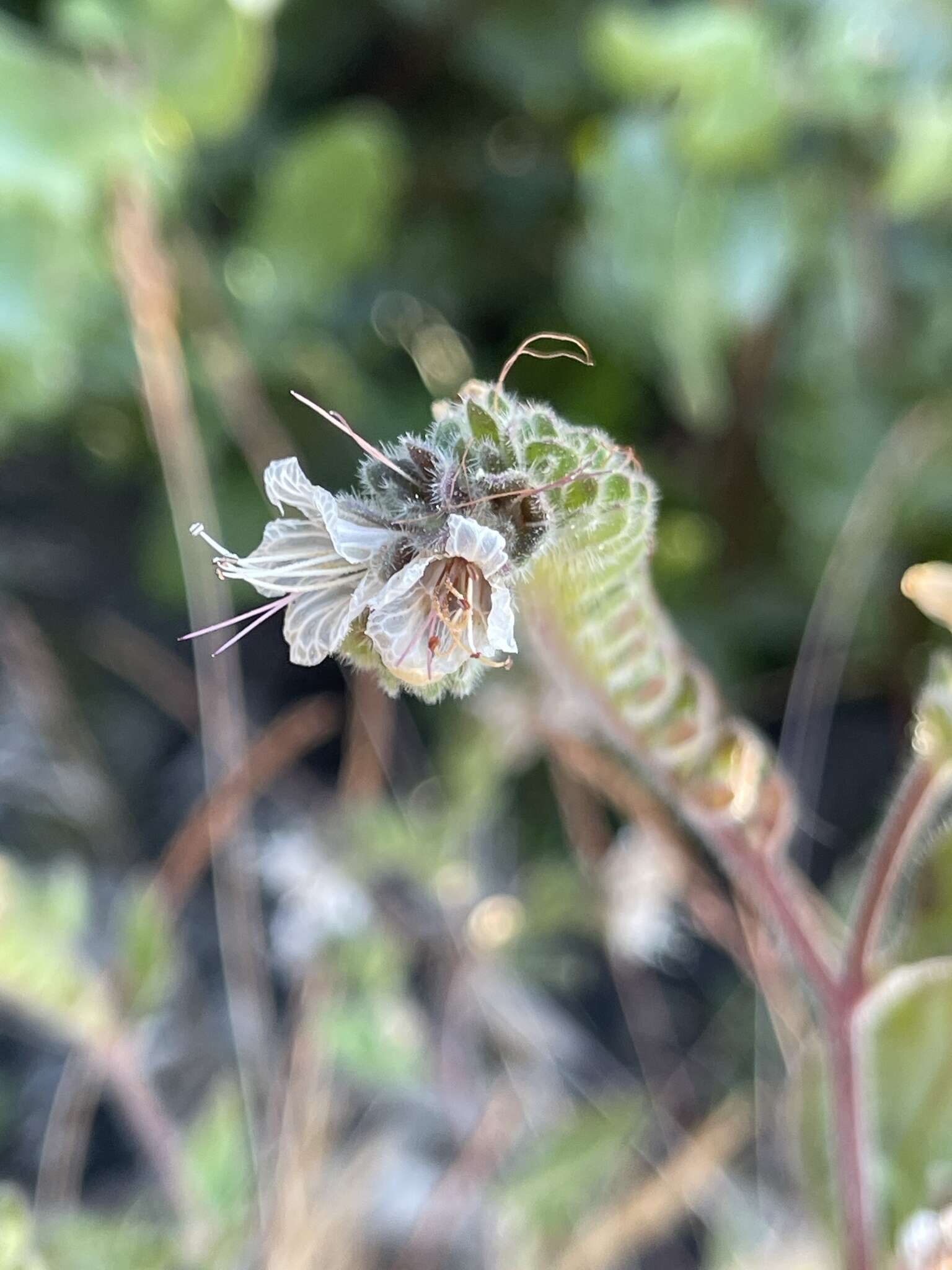 Image of Santa Lucia phacelia