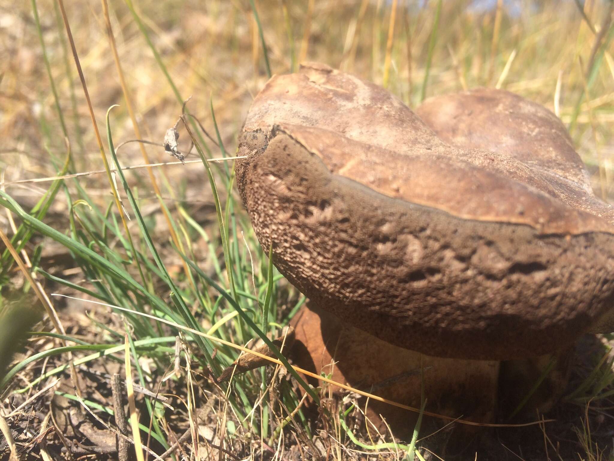 Слика од Phlebopus marginatus Watling & N. M. Greg. 1988