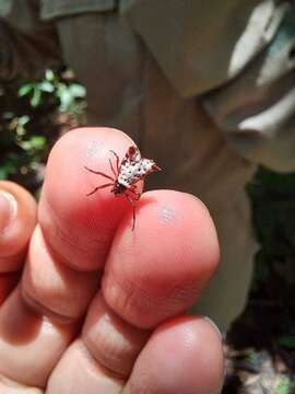 Image of Micrathena saccata (C. L. Koch 1836)