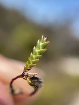 Image of Sprengelia distichophylla (Rodway) W. M. Curtis