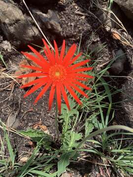 Image of Barberton daisy