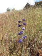 Image of royal larkspur