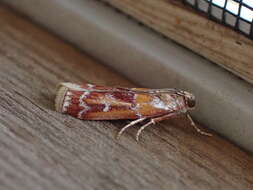 Image of Webbing Coneworm Moth