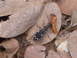 Image of Eccoptoptera mutilloides (Bertoloni 1857)