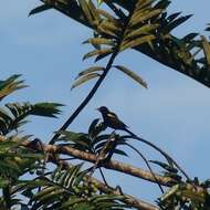 Icterus cayanensis (Linnaeus 1766)的圖片