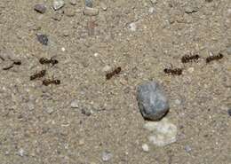 Image of Argentine Ant