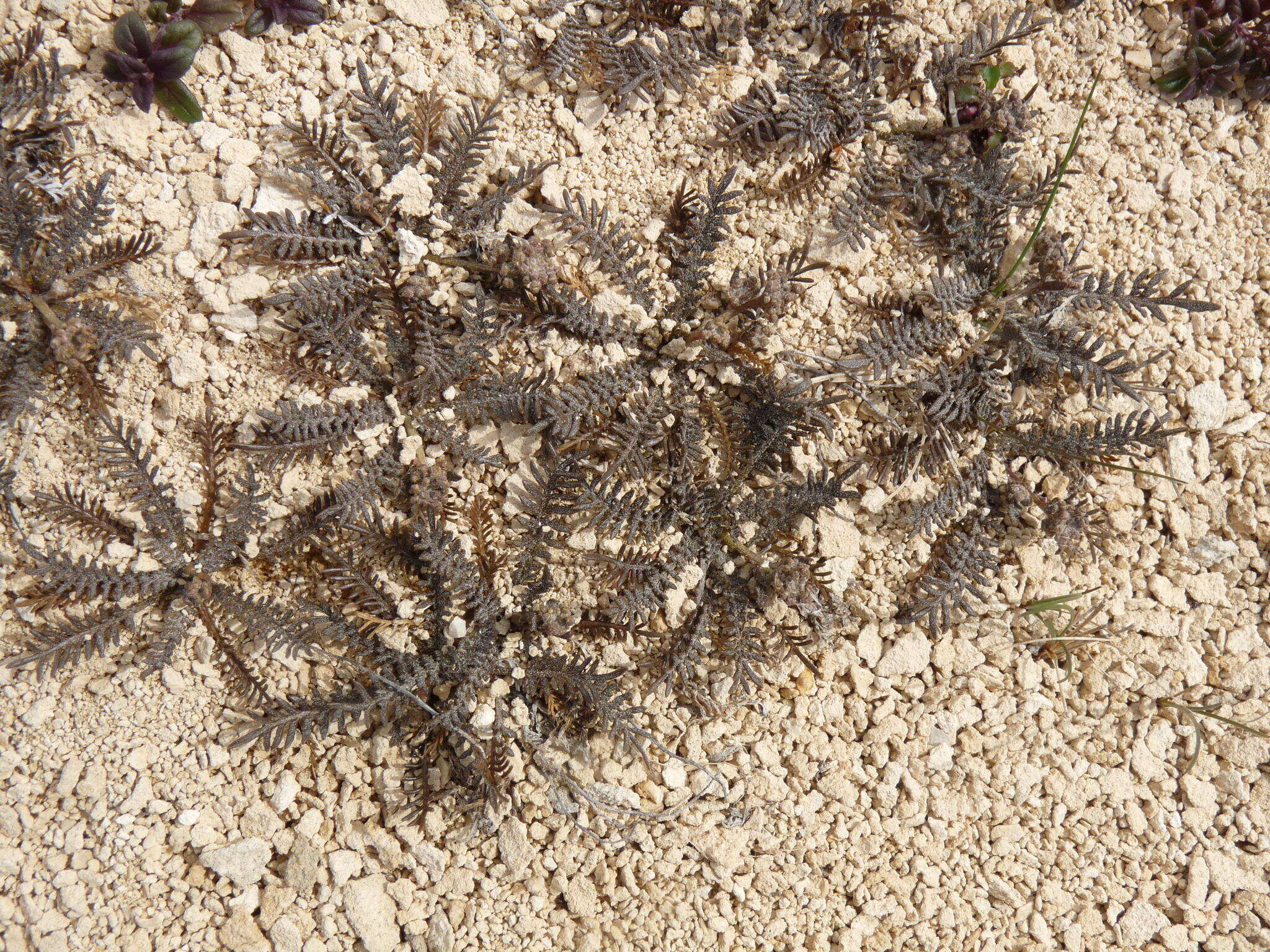 صورة Lepidium sisymbrioides Hook. fil.