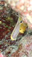 Image of Bird-eye Conger