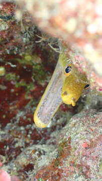 Image of Bird-eye Conger