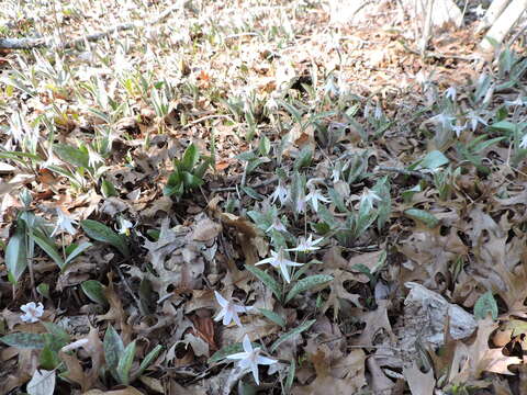 Image of white fawnlily