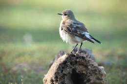 Image of Oenanthe oenanthe oenanthe (Linnaeus 1758)