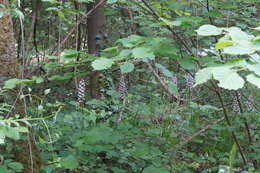 Image of Orchis purpurea subsp. purpurea