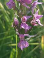 Image of Dactylorhiza praetermissa subsp. praetermissa