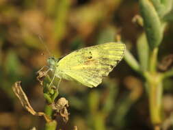 Colotis amata (Fabricius 1775)的圖片