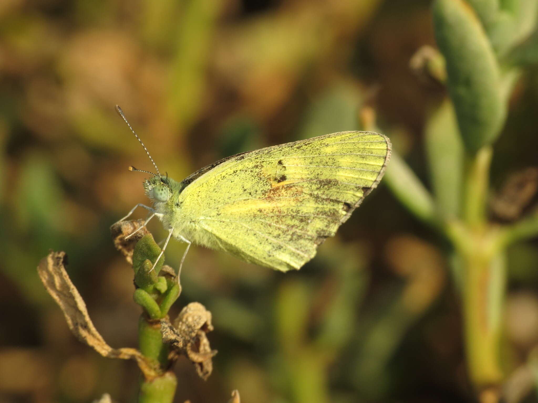 Colotis amata (Fabricius 1775)的圖片