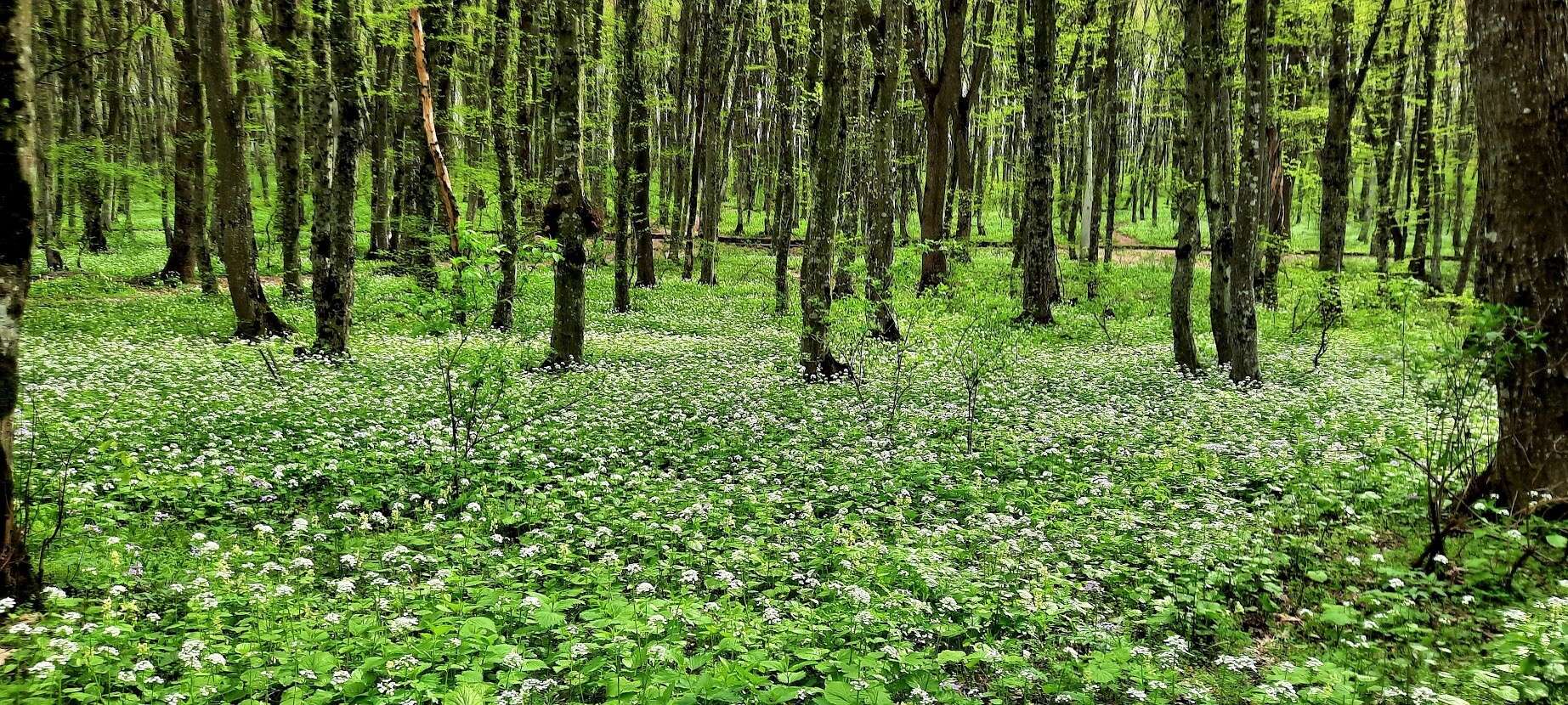 Imagem de Pachyphragma macrophyllum (Hoffm.) N. Busch