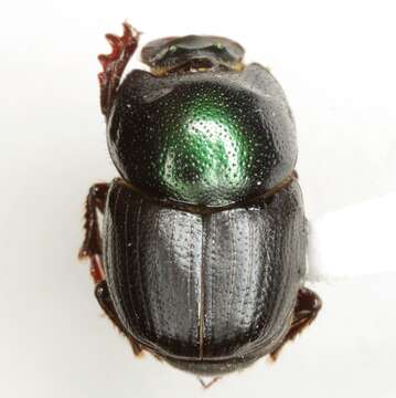 Image of Onthophagus subtropicus Howden & Cartwright 1963