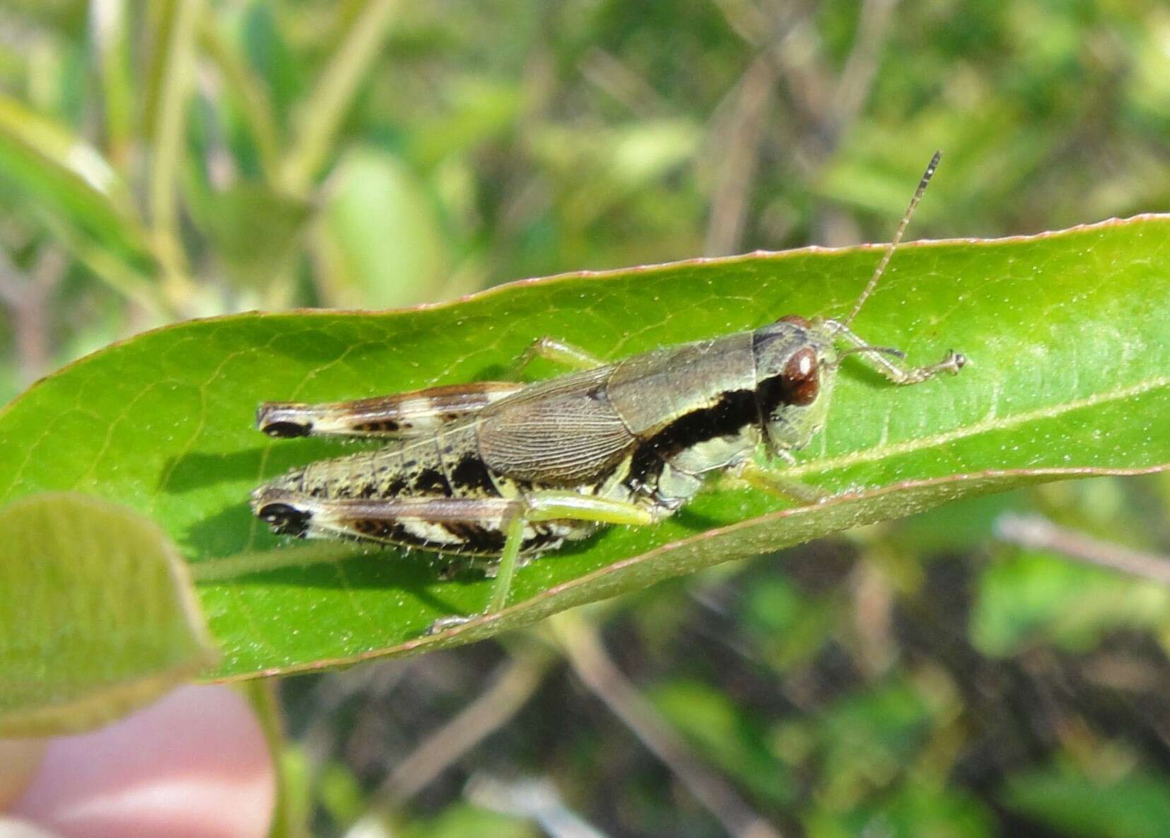 Melanoplus viridipes Scudder & S. H. 1897的圖片