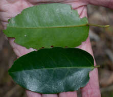 Image de Cissus oblonga (Benth.) Planchon