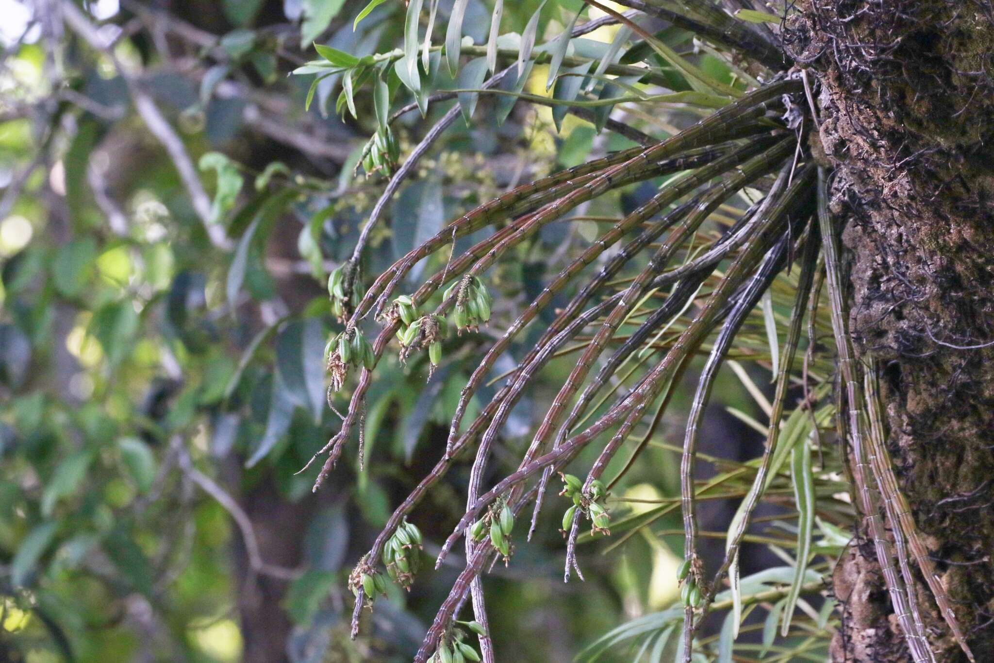 Image of Dendrobium smillieae F. Muell.