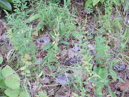 Image of Woodland Flax