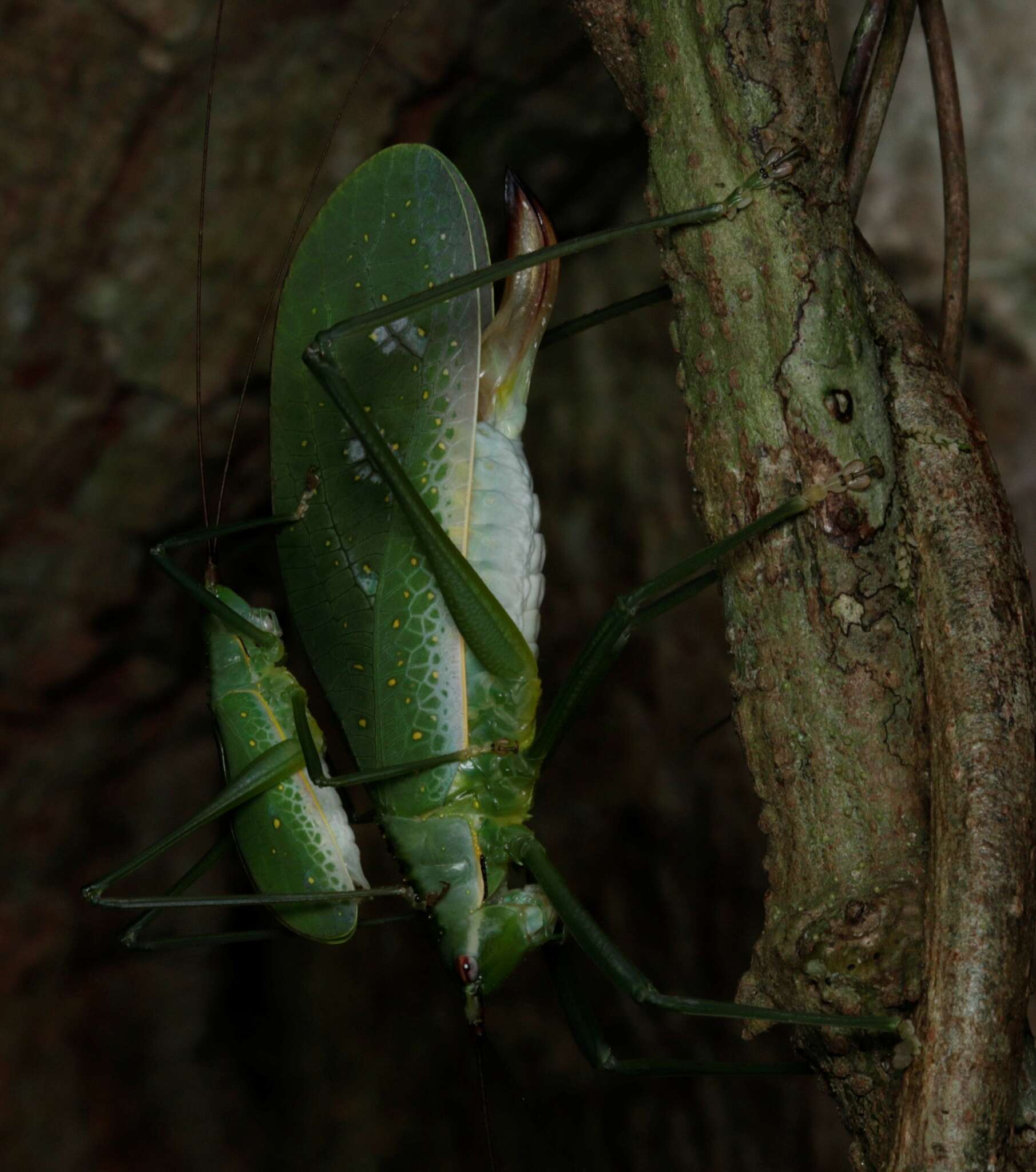 Image de Chloracantha lampra Hebard 1922