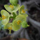 Euphorbia pedroi Molero & Rovira resmi