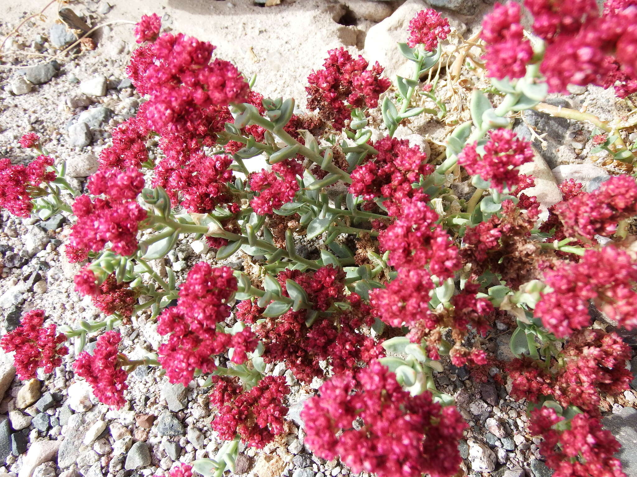 Cistanthe celosioides (Philippi) Carolin ex Hershkovitz resmi