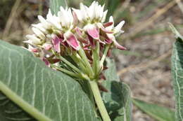 Image of Hall's milkweed