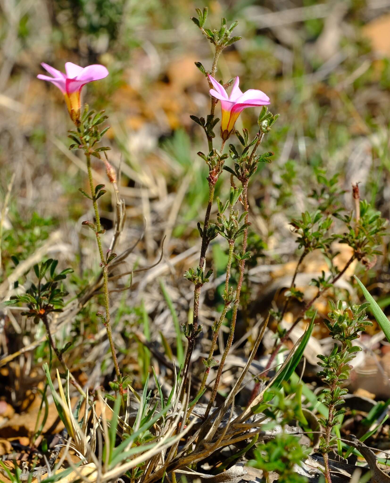 Sivun Oxalis multicaulis Eckl. & Zeyh. kuva