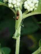 Image of Acontista aurantiaca Burmeister 1838