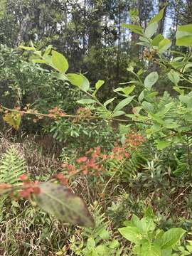 Plancia ëd Vaccinium fuscatum Ait.