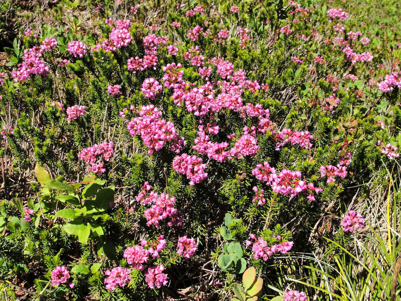 Image of pink mountainheath