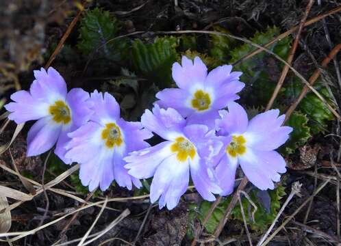 Image of Primula deuteronana Craib