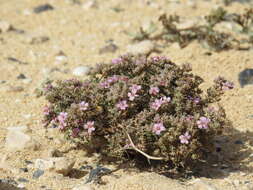 Image de Frankenia capitata Webb & Berthel.