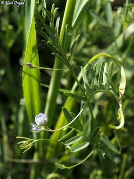 Image of Lens culinaris subsp. orientalis (Boiss.) Ponert